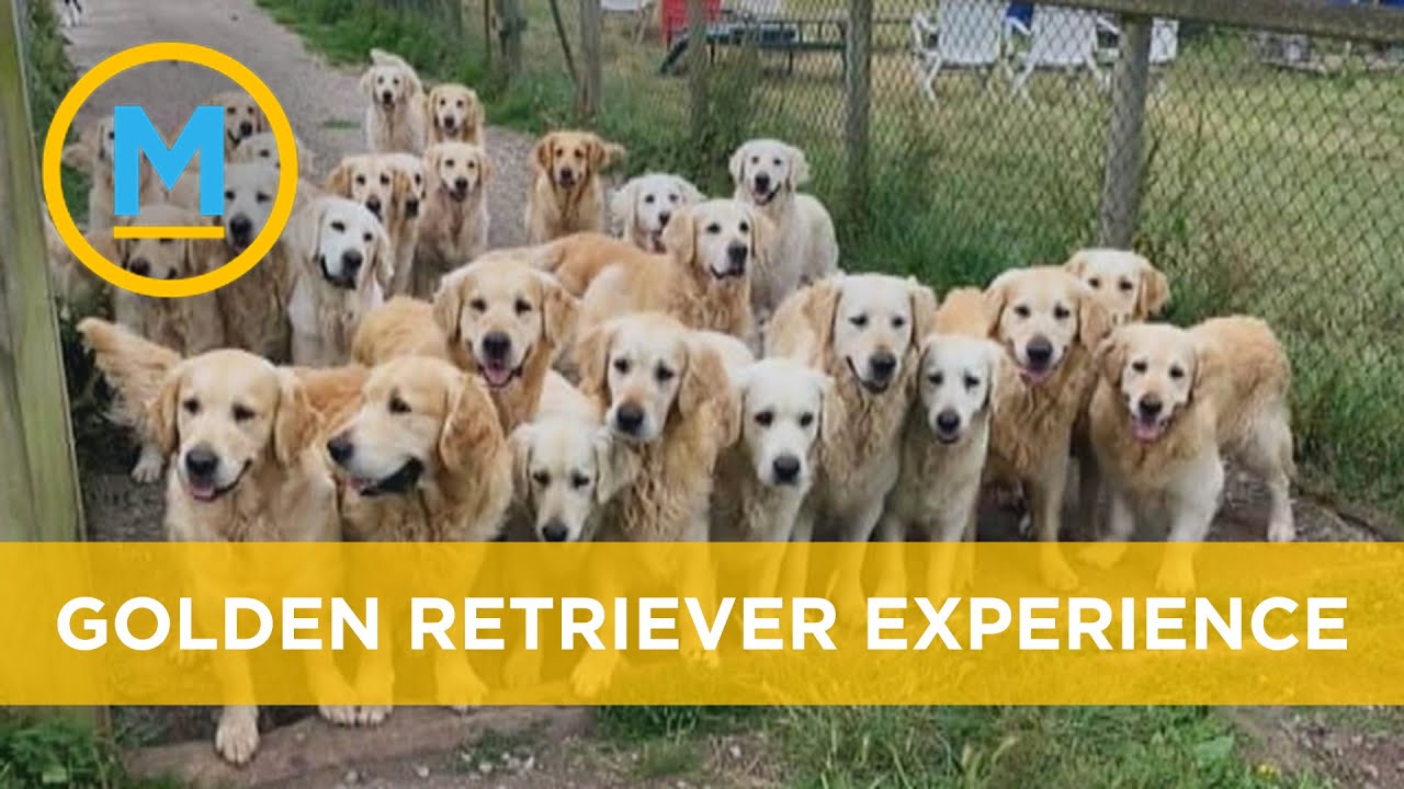 You can pay to spend a day with a pack of goofy golden retrievers | Your Morning