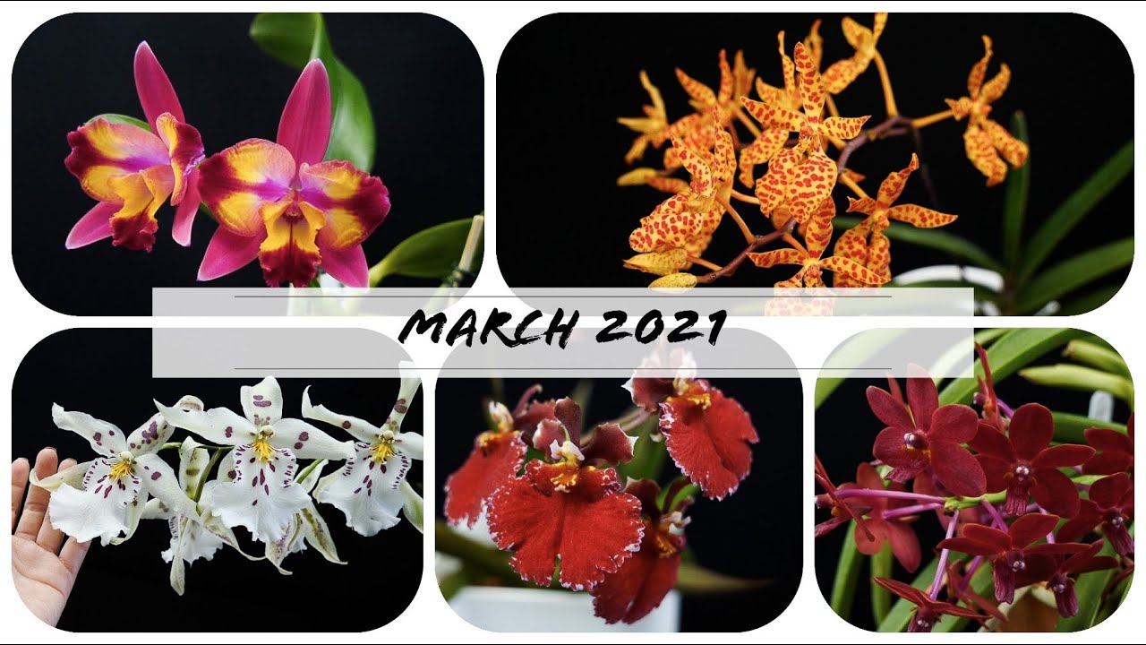 Orchids in bloom March 2021 - An Orchid a day keeps the boredom away! 🥱