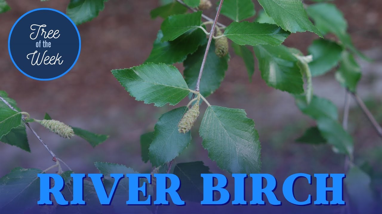 Tree of the Week: River Birch