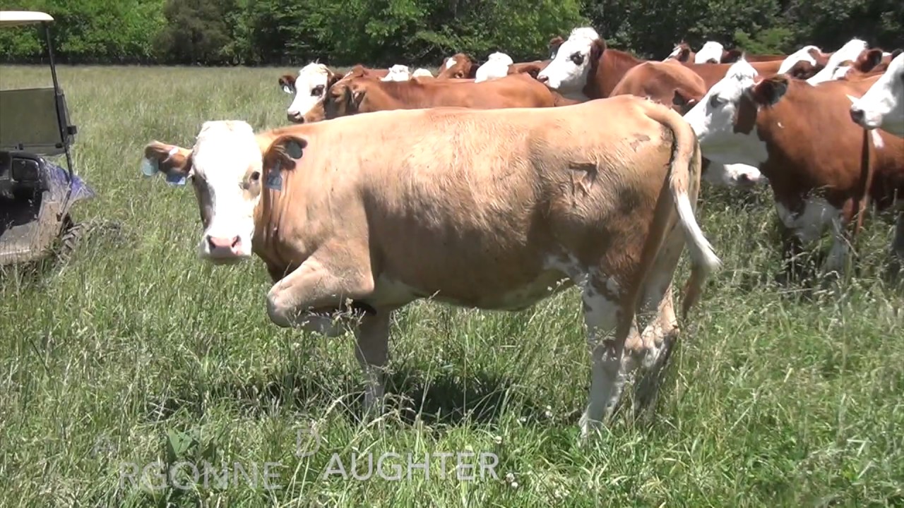 fourstarrgenetics.com