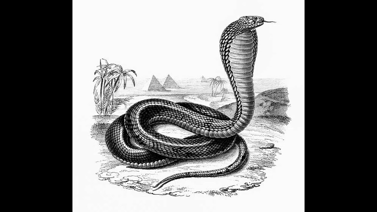 KING RUBBY NATION _ONGOLONYOKA audio (snakes)