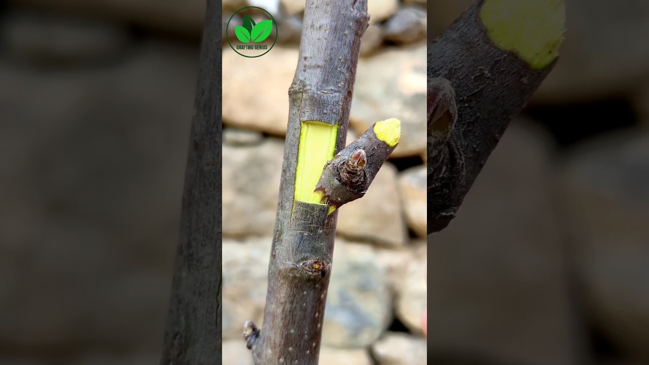 Bud grafting techniques of fruits tree best and successful method #satisfying #diy #gardening #apple