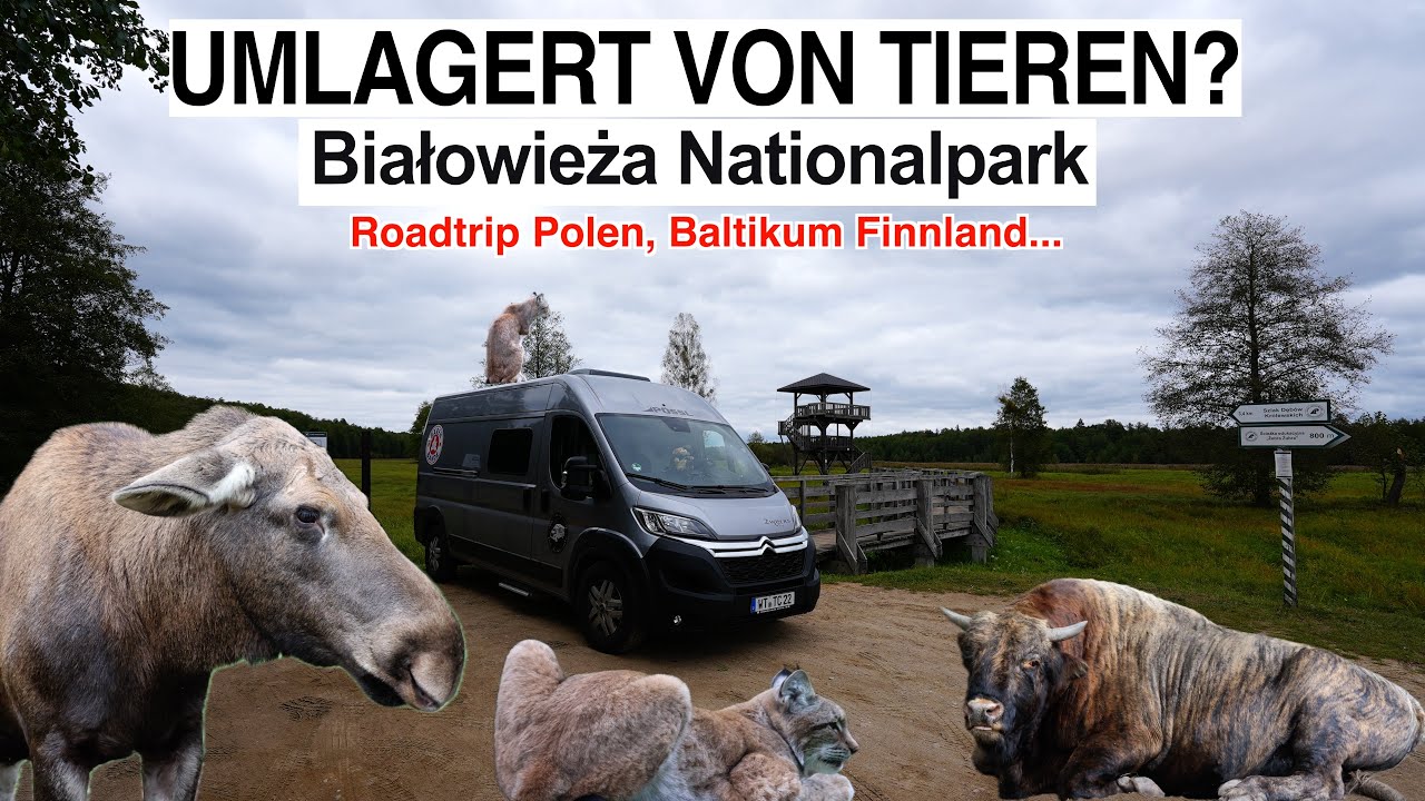 #1012 Alle ausgestopft! Wo sind die echten Tiere? Letzter Urwald Europas, Białowieża Park, Polen