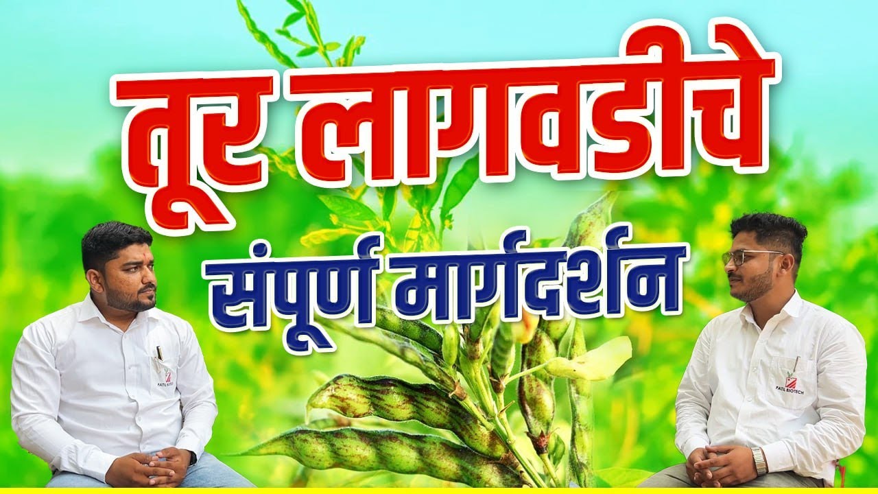 तूर लागवडीचे संपूर्ण मार्गदर्शन  Tur lagwad