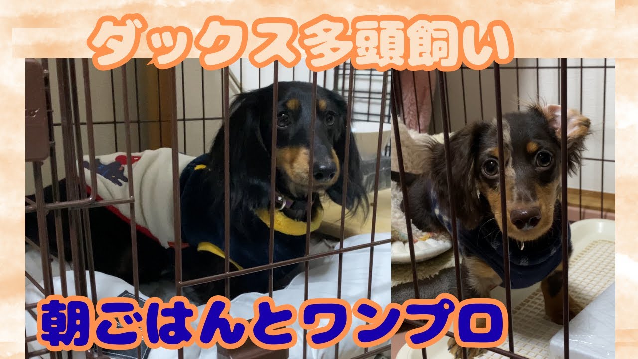【エトワとステラ】朝ごはんとワンプロ　ダックス多頭飼いの日常