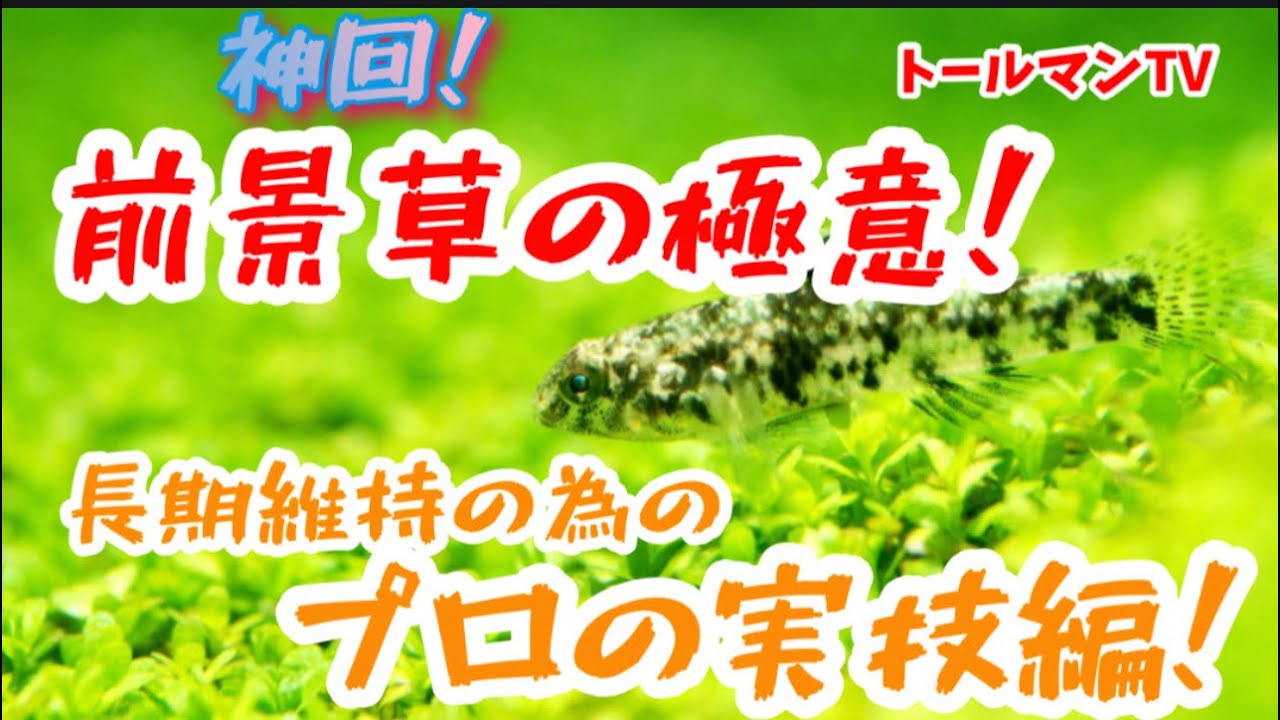 神回！前景草の極意part 2 長期維持についてとプロの実技編！トールマンTV！