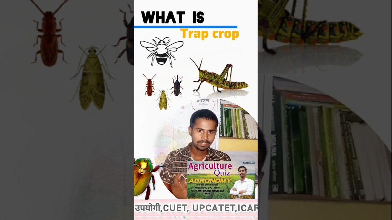 what is Trap Crop|| #trap #crops #agronomia #agriculture #afo #upsc