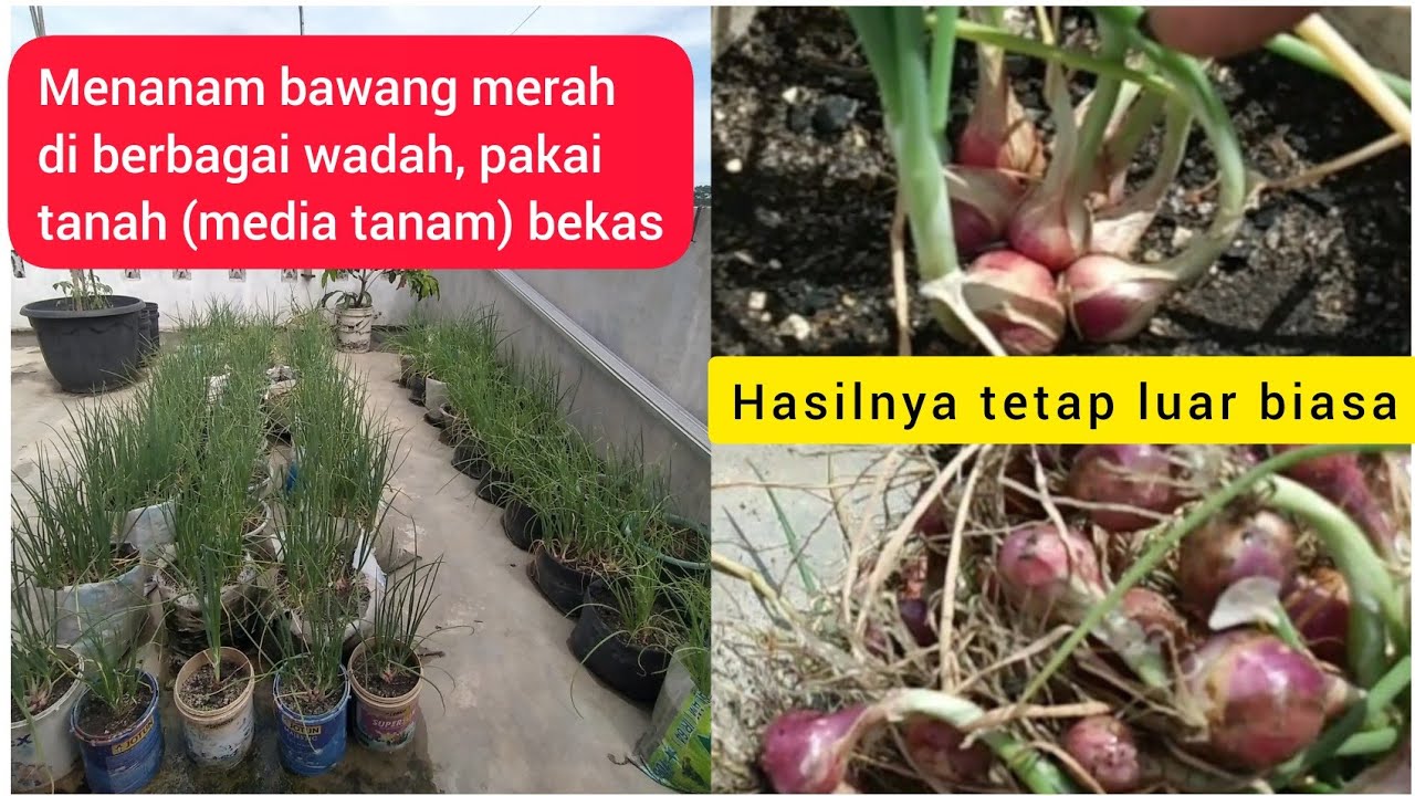 Menanam Bawang Merah di Berbagai Wadah dengan Tanah Bekas