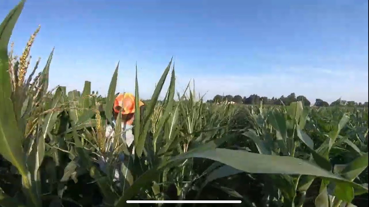 Corn Detasseling in Chatham Kent