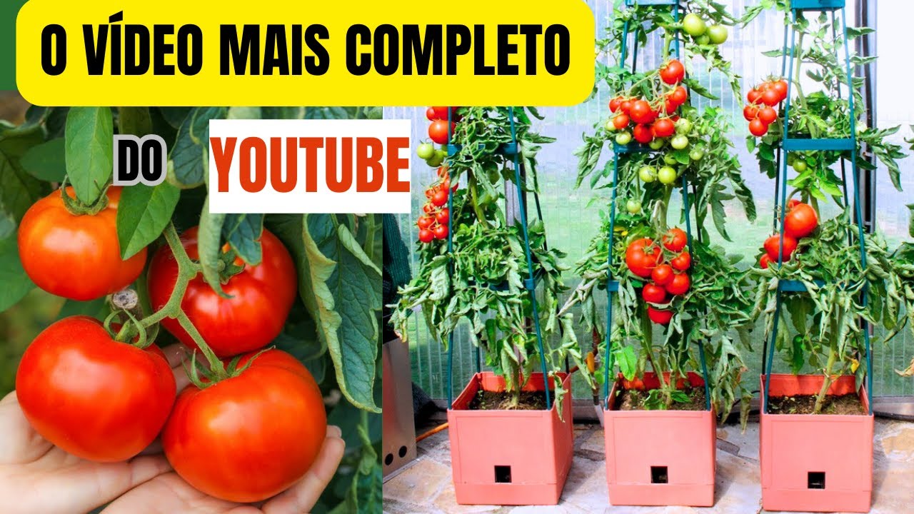 COMO PLANTAR TOMATE EM VASO Tudo que você precisa saber PRA TER SUCESSO,neste cultivo!PASSO A PASSO