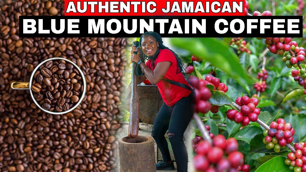 THIS IS HOW AND WHERE AUTHENTIC JAMAICAN BLUE MOUNTAIN COFFEE IS MADE
