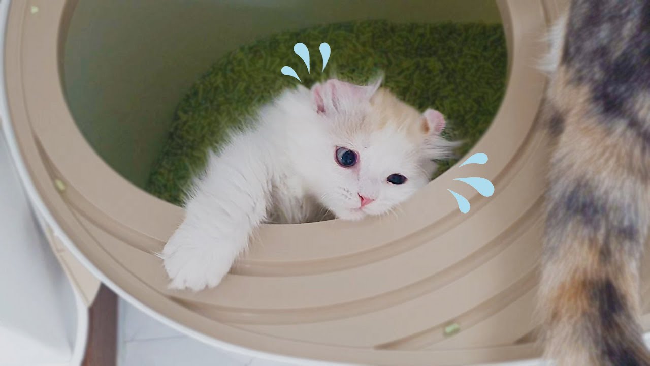 My Kitten Get Stuck In a Hole! #Help #Cleaning