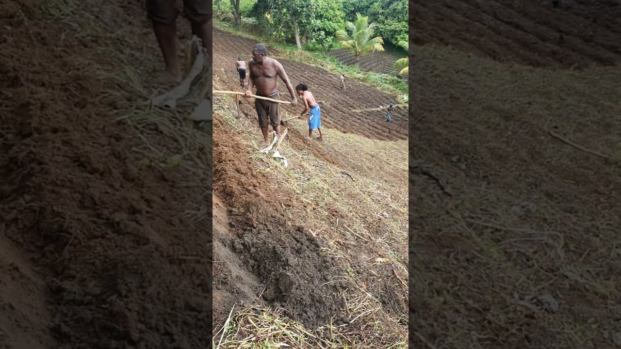 Part 3... Sweet Pepper Farming in the Caribbean (St. Vincent and the Grenadines)