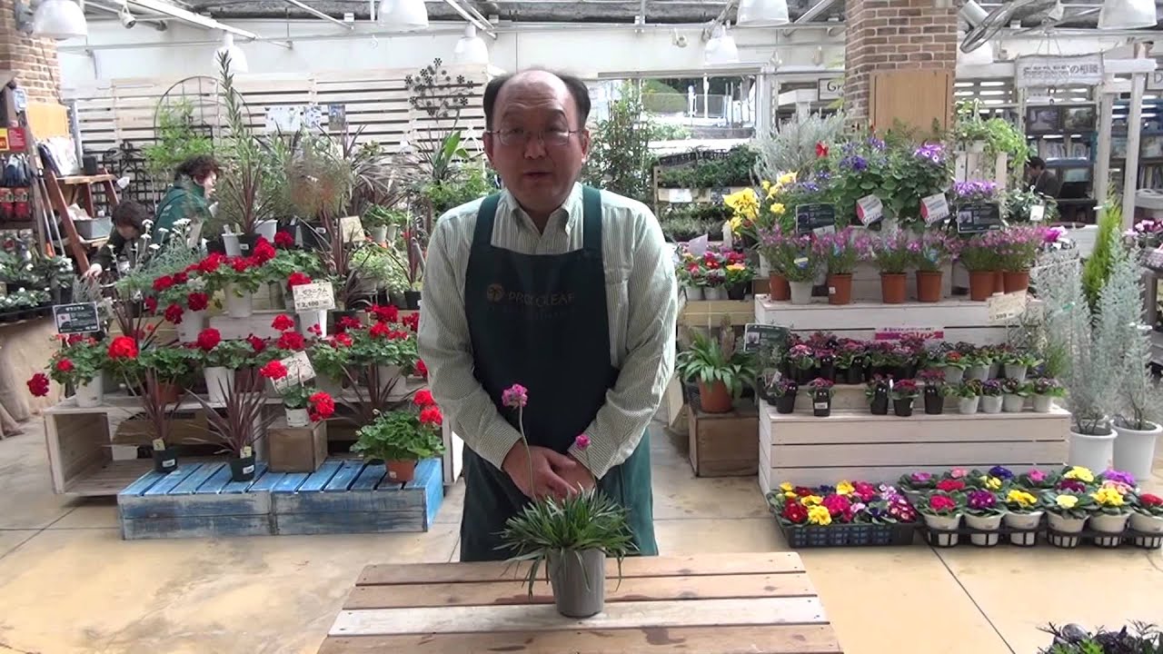 アルメリアの育て方・日常管理