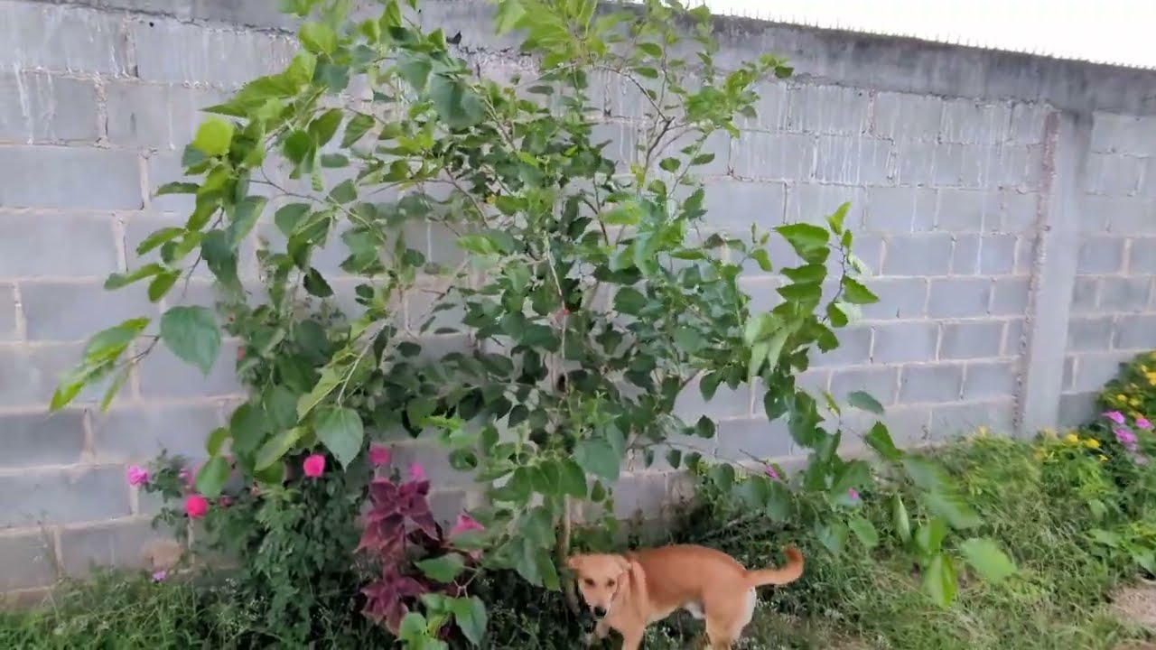 FRUTA DO MILAGRE, ROSA DO DESERTO E MAÇÃ ANA