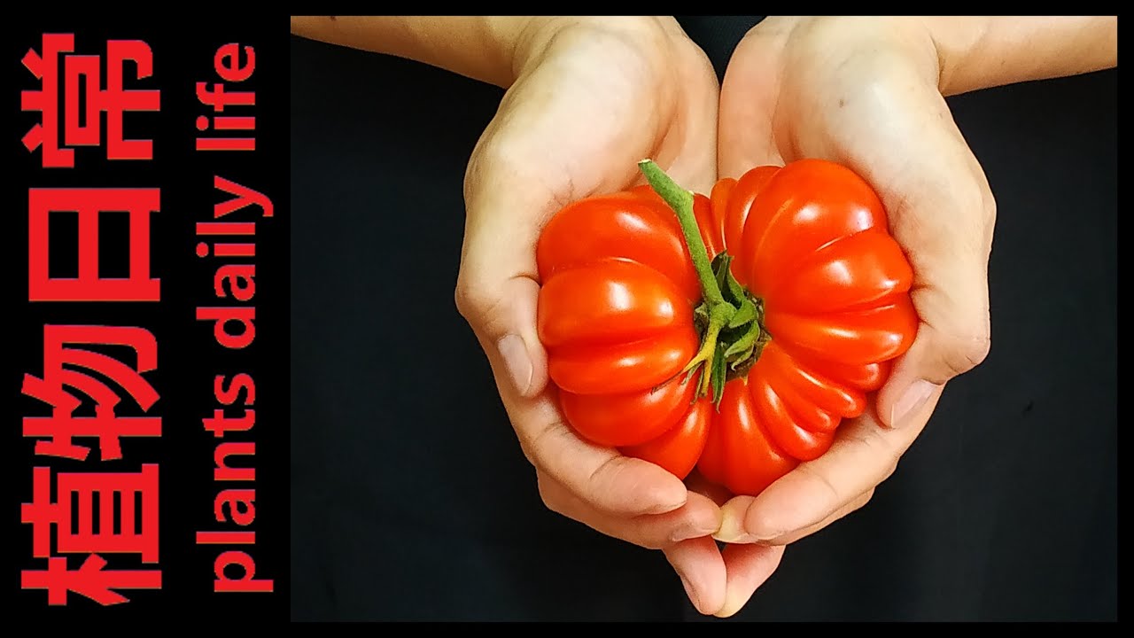 How to plant Costoluto Fiorentino Tomato from seeds to harvest