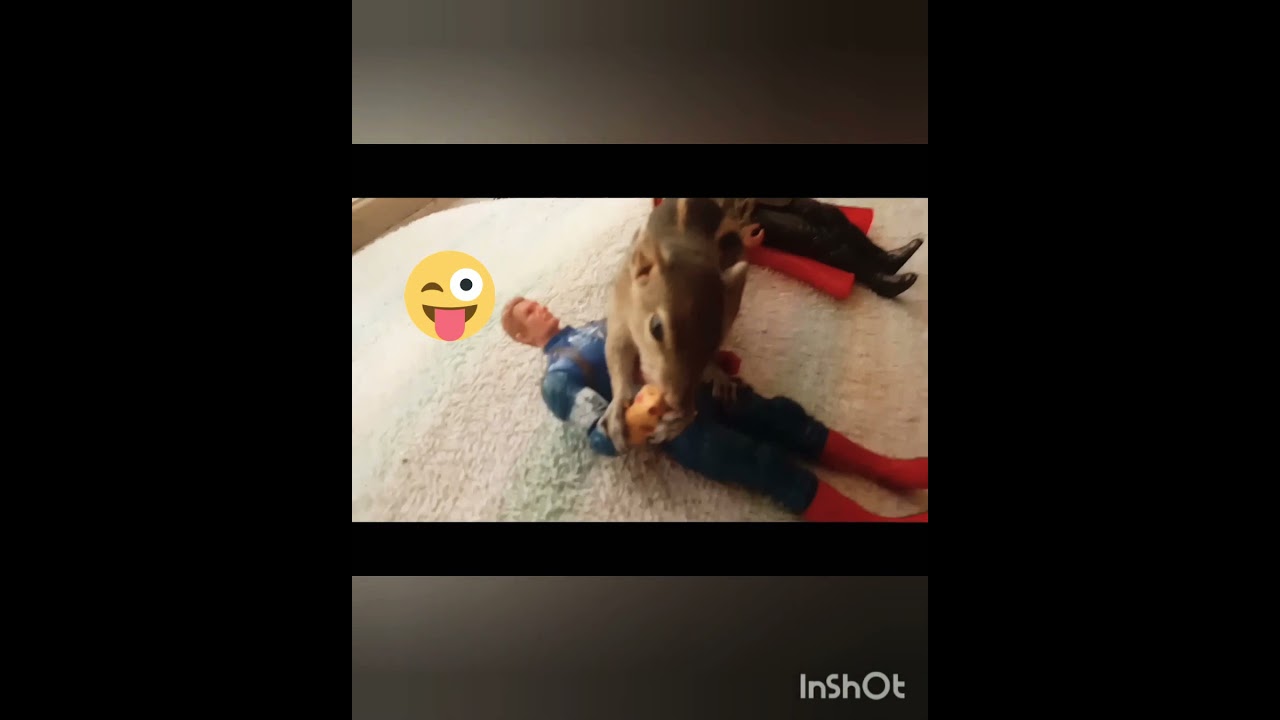 Kiki 's play time 🐿🐾😜