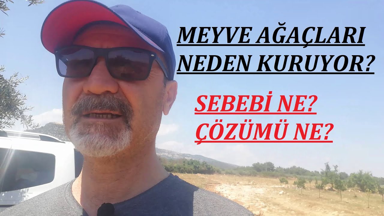 MEYVE AĞAÇLARI HIZLA  KURUYUP AZALIYOR..SEBEBİ? Kapnodis zararlısı