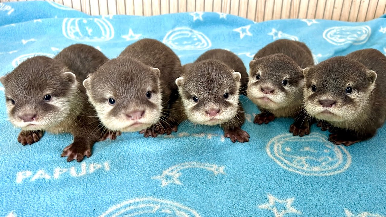 아기수달 오둥이 100일 기념! 엄마 뱃속에서부터 성장과정 몰아보기