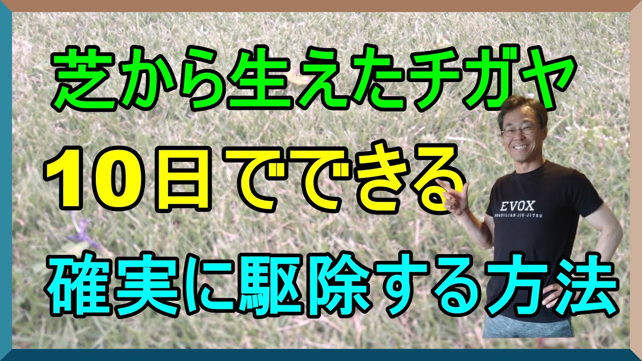 [ガーデニング] チガヤの根絶 「キャリア29年のプロガーデナーが検証芝生から生えてしまったチガヤを駆除する方法 」