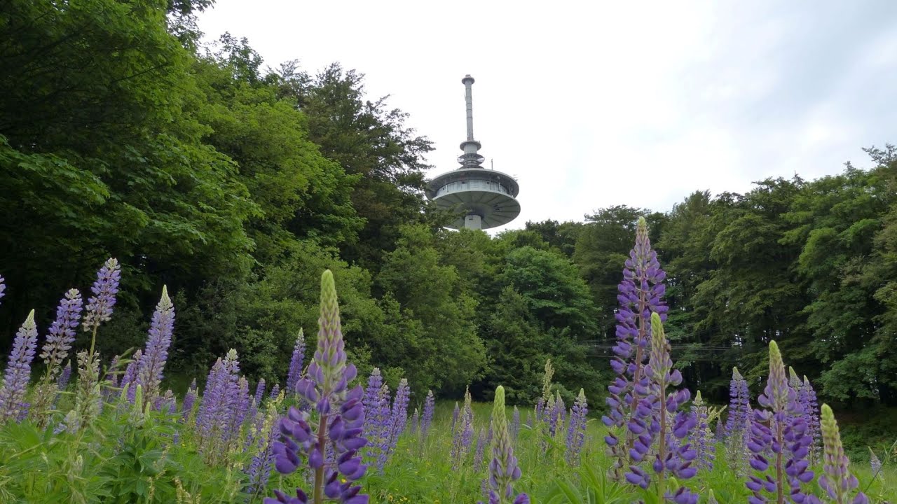Den Vogelsberg entdecken: Hoherodskopf