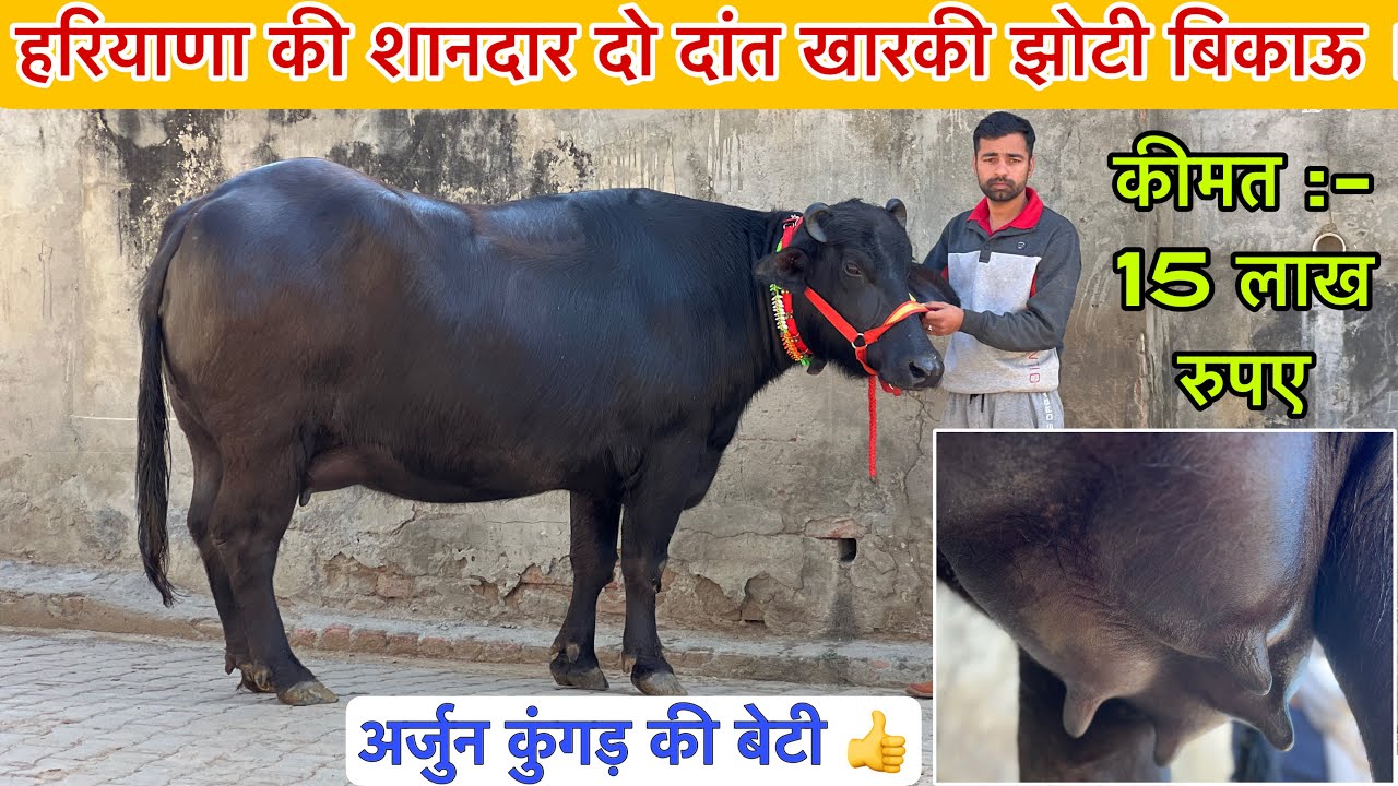 हरियाणा की शानदार दो दांत झोटी ।अर्जुन कुंगड़ की बेटी 👍 कीमत 15 लाख रुपए । बास , हिसार ।