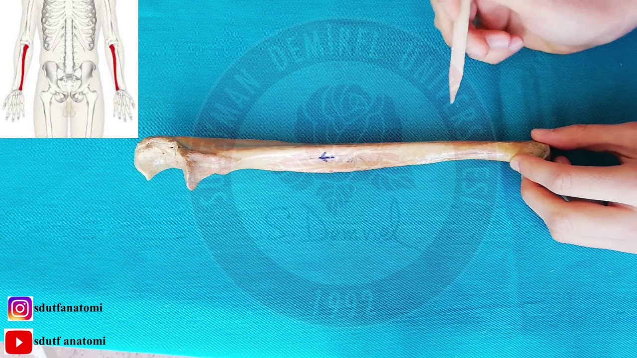 Ulna