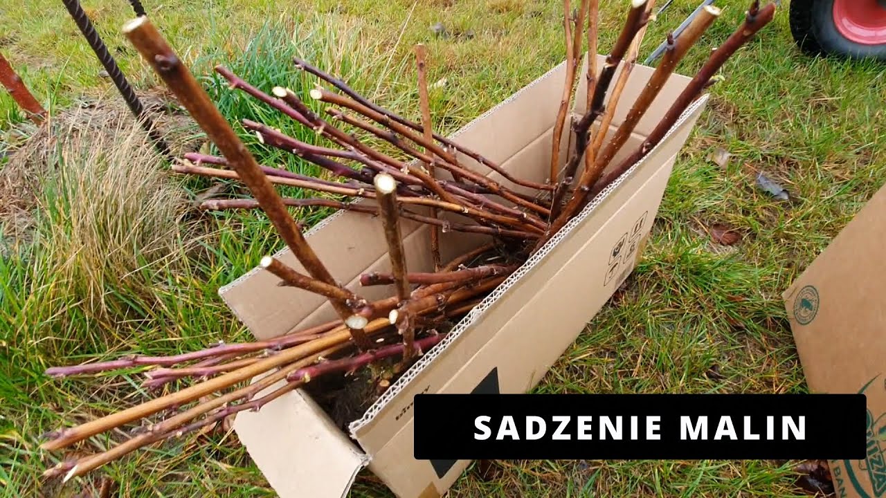 Sadzenie malin - odrosty korzeniowe, sztobry i z korzenia