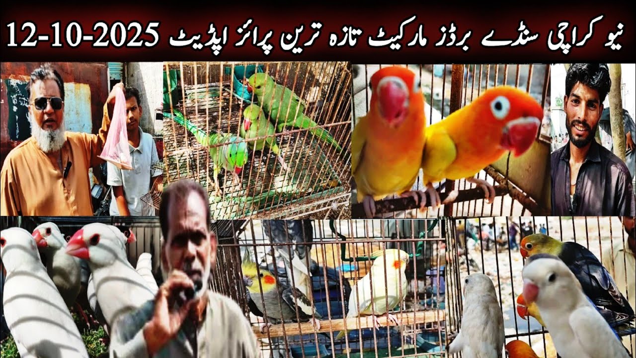 New Karachi Birds Market Sector 5-F Sunday 12-10-2025|Sunday Bird Market Karachi|Global Birds Lovers