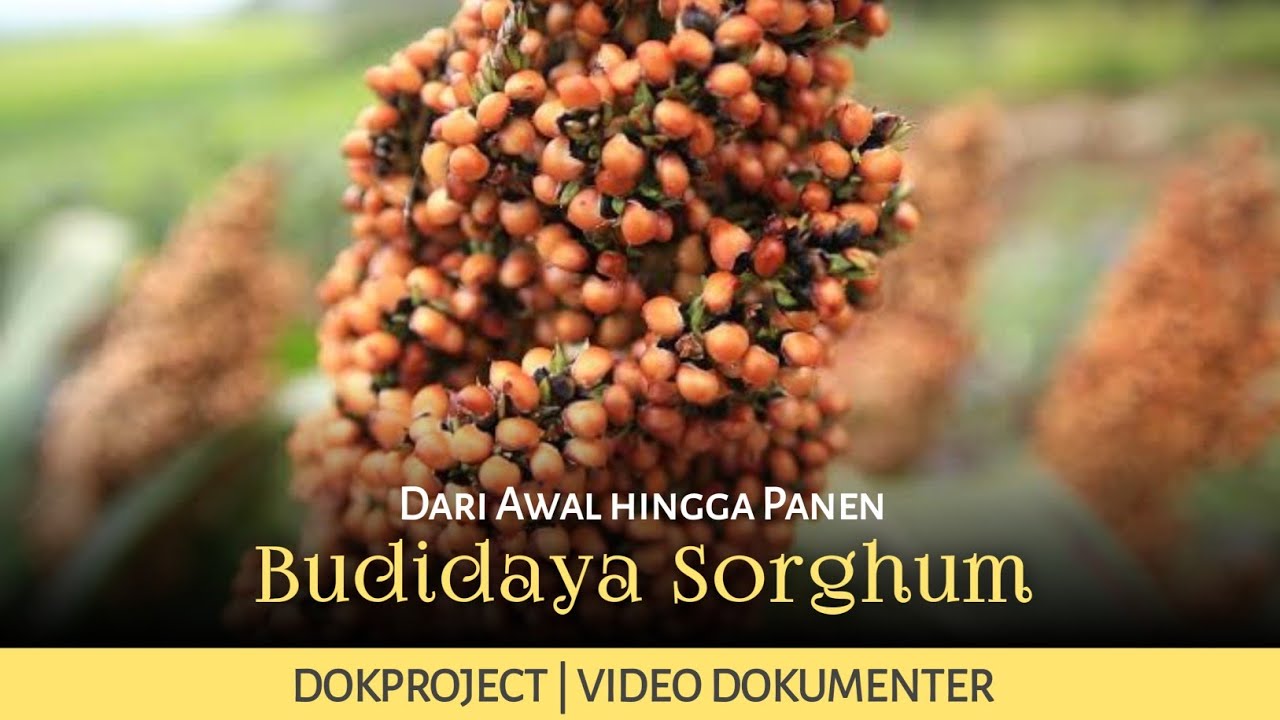 Cara Budidaya Sorghum di Lahan Kering dari Awal Hingga Panen