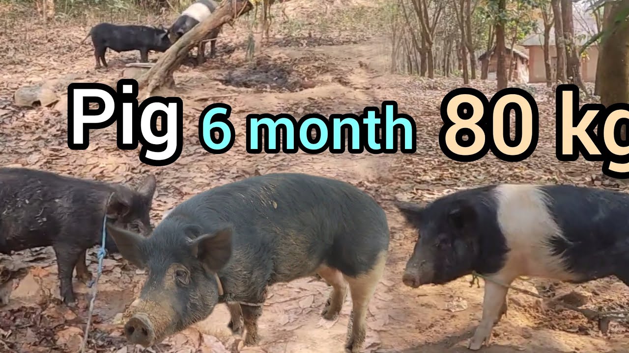 Wak faljak nai tongw  o ro || pig faram