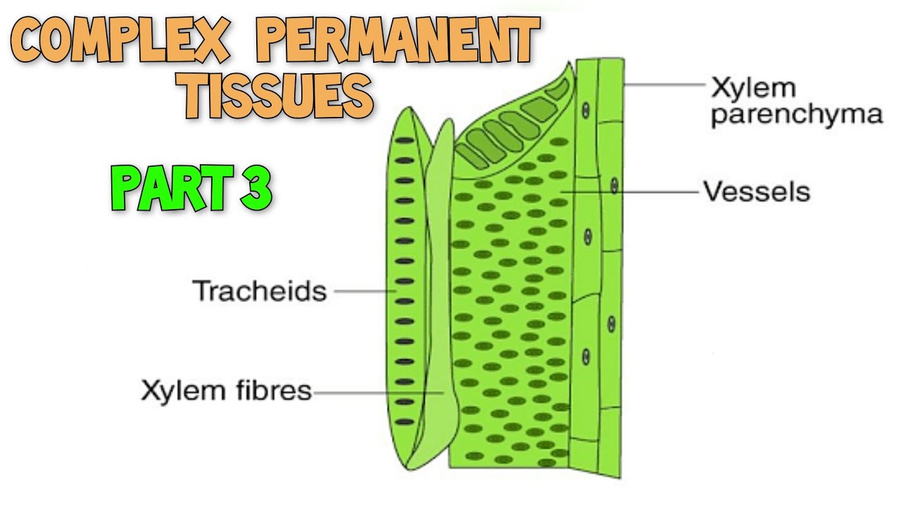 Xylem ll Complex permanent tissues ll Anatomy of flowering plants