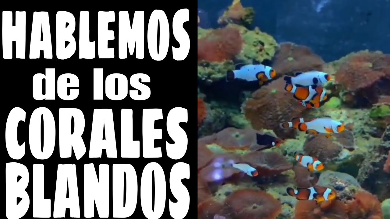CORALES BLANDOS PARA TU ACUARIO