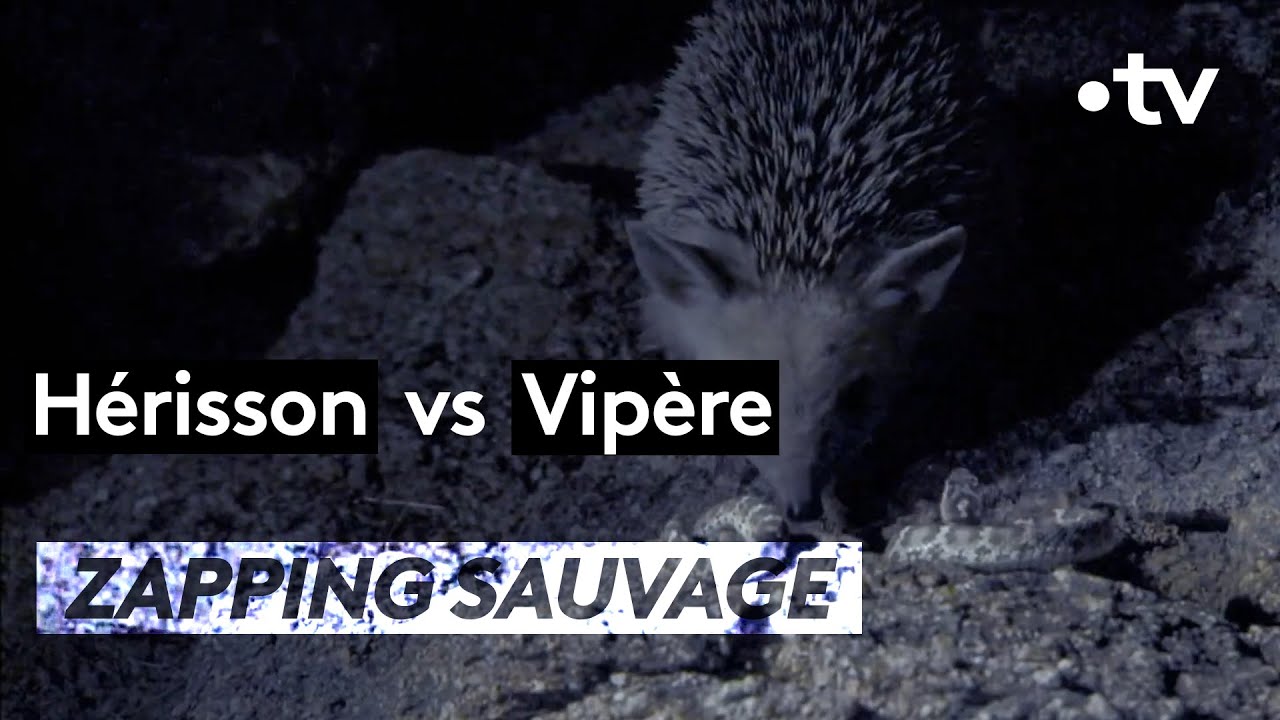 H&eacute;risson VS Vip&egrave;re - ZAPPING SAUVAGE
