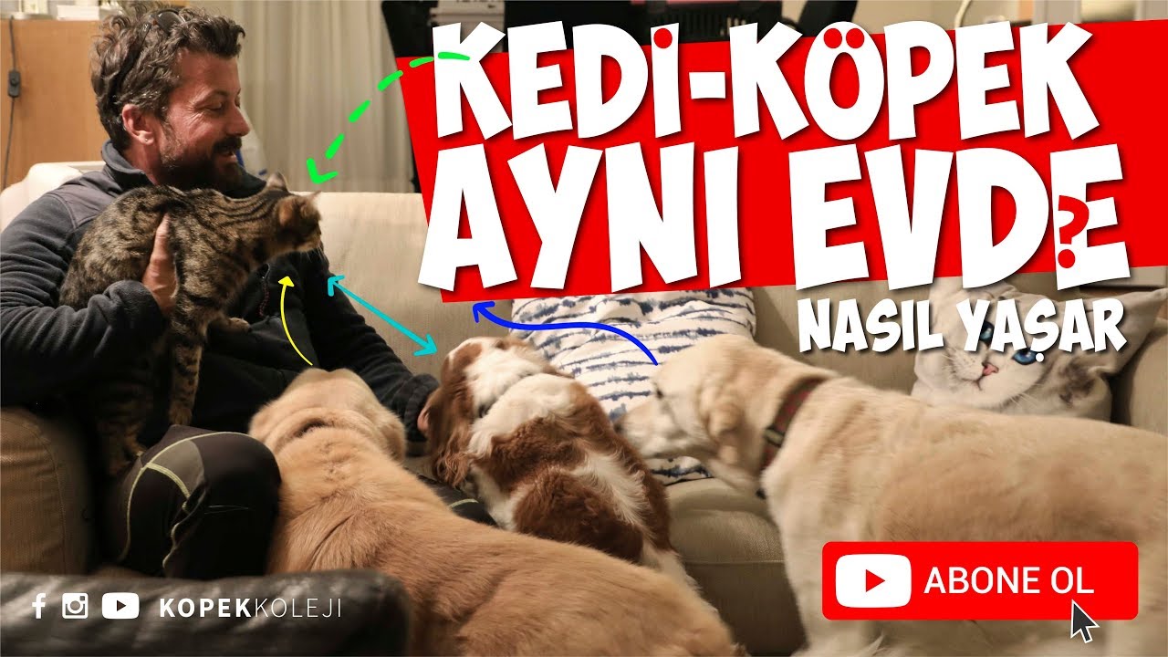 Kedi - Köpek Aynı Evde Nasıl Yaşar