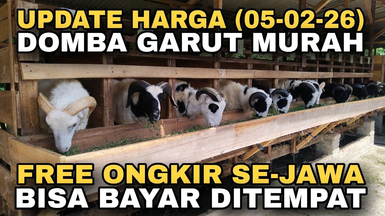 UPDATE HARGA DOMBA GARUT MURAH, FREE ONGKIR SE-JAWA DAN BISA BAYAR DITEMPAT 