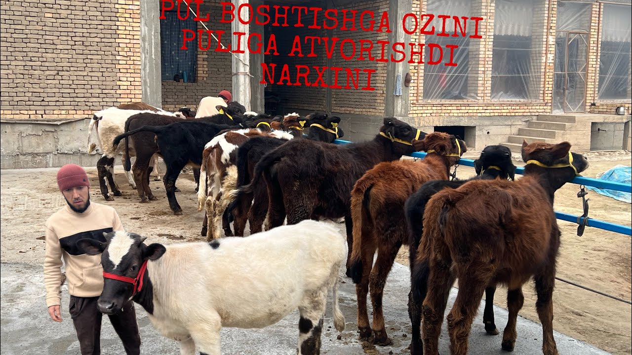 👀PUL💵BOSHGA BERVORDI💥💥💫