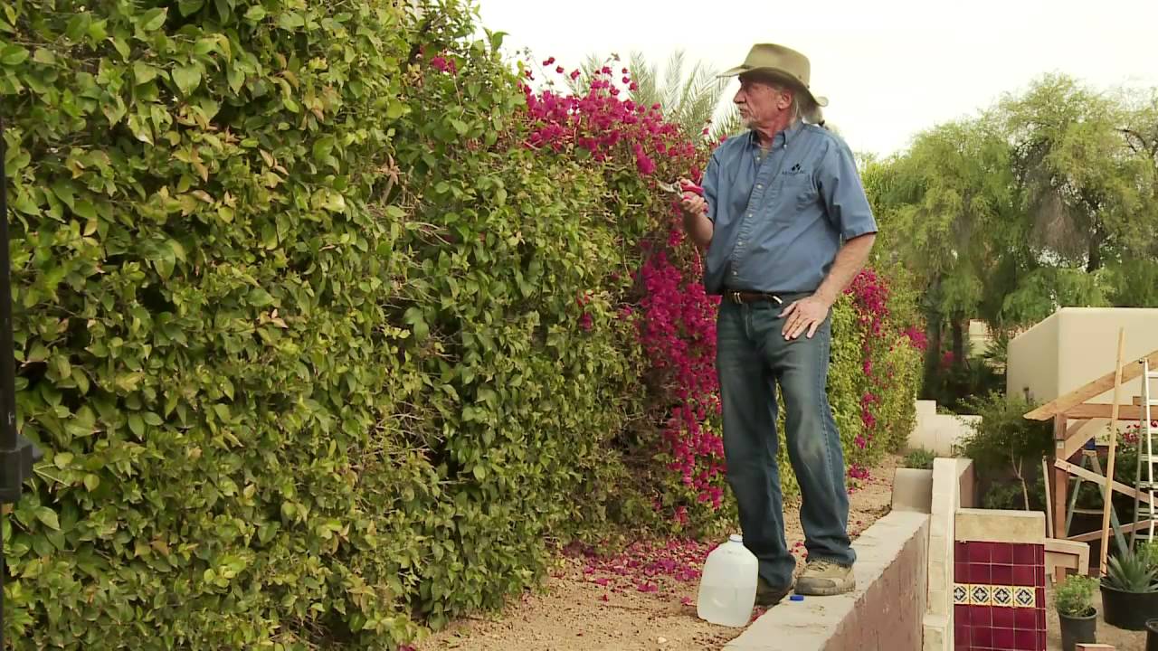 How to properly prune Bougainvillea