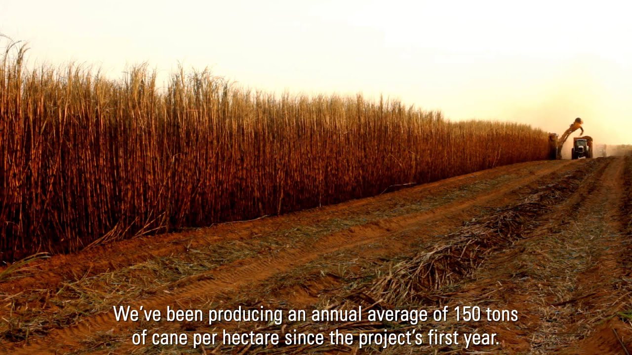 Growing Sugar cane with Drip in Senegal: Netafim Customer Testimonial