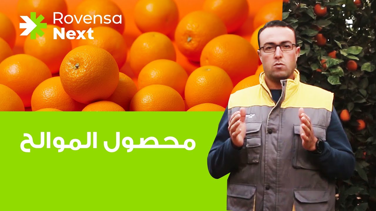 محصول الموالح - المرحلة الرابعة - مرحلة النضج والتلوين