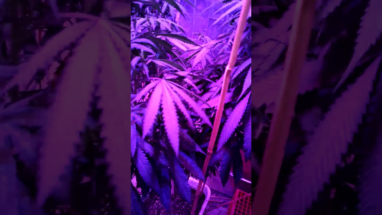 Killer Queen cannabis strain