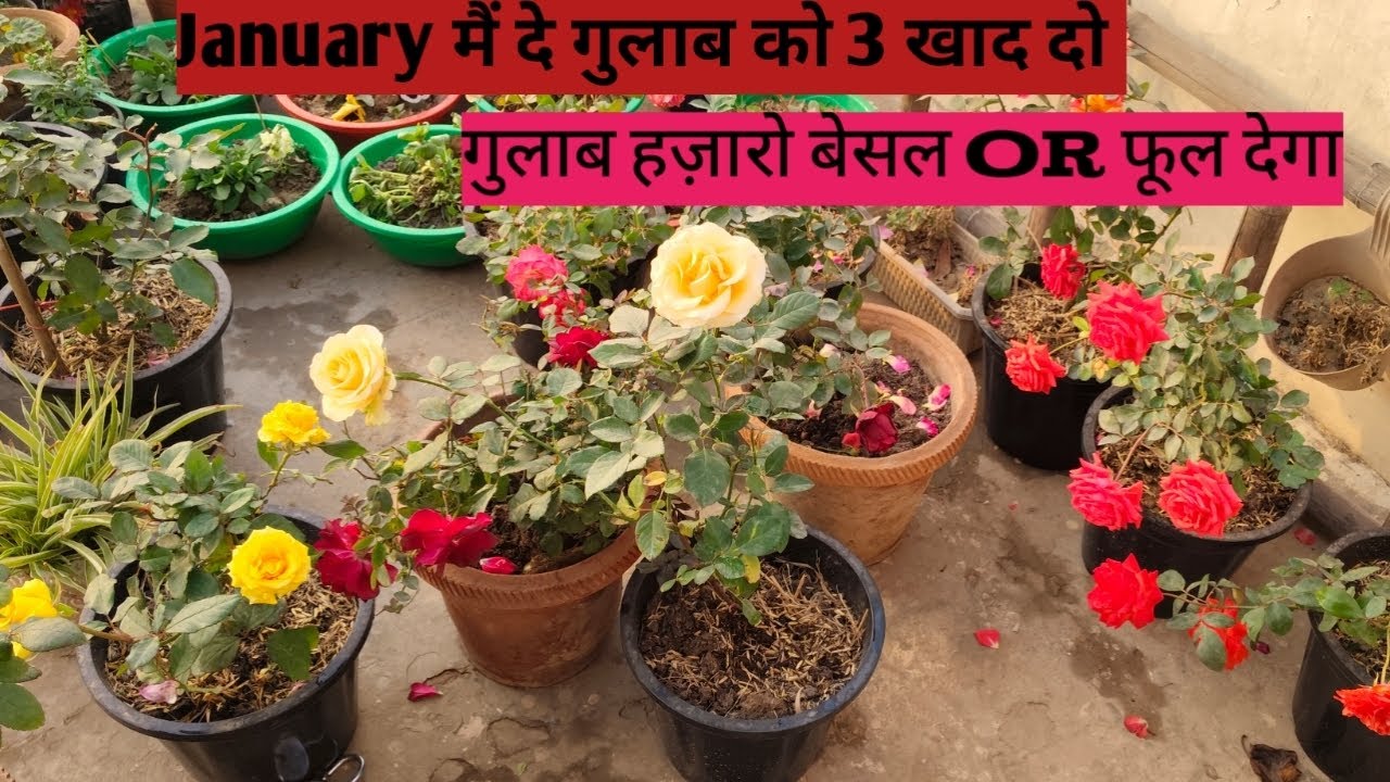 गुलाब को दे ये 3 खाद ज्यादा से ज्यादा बेसल शाखा फूल आयंगे💐  गुलाब नहीं देगा ब्लाइंड शूट rose care
