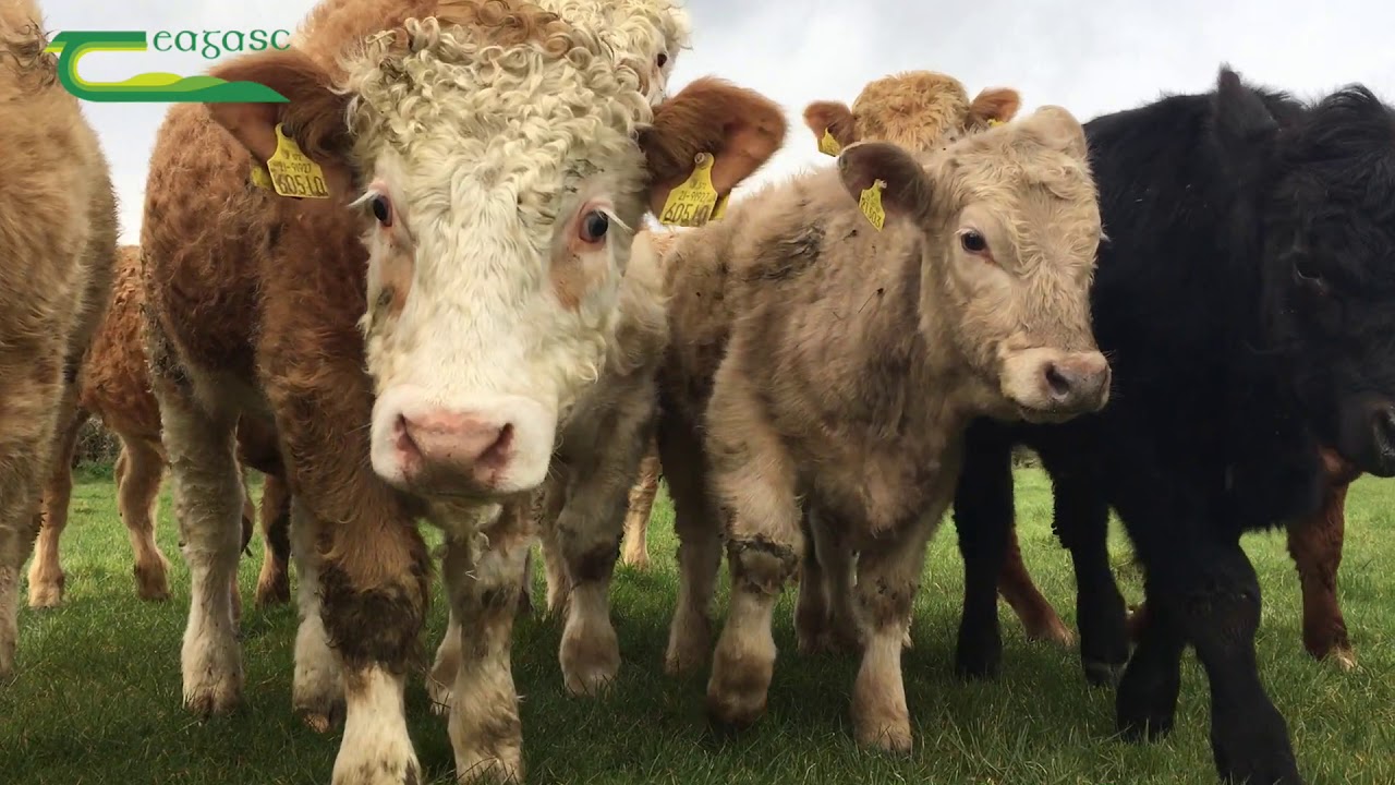 Getting young cattle out to grass