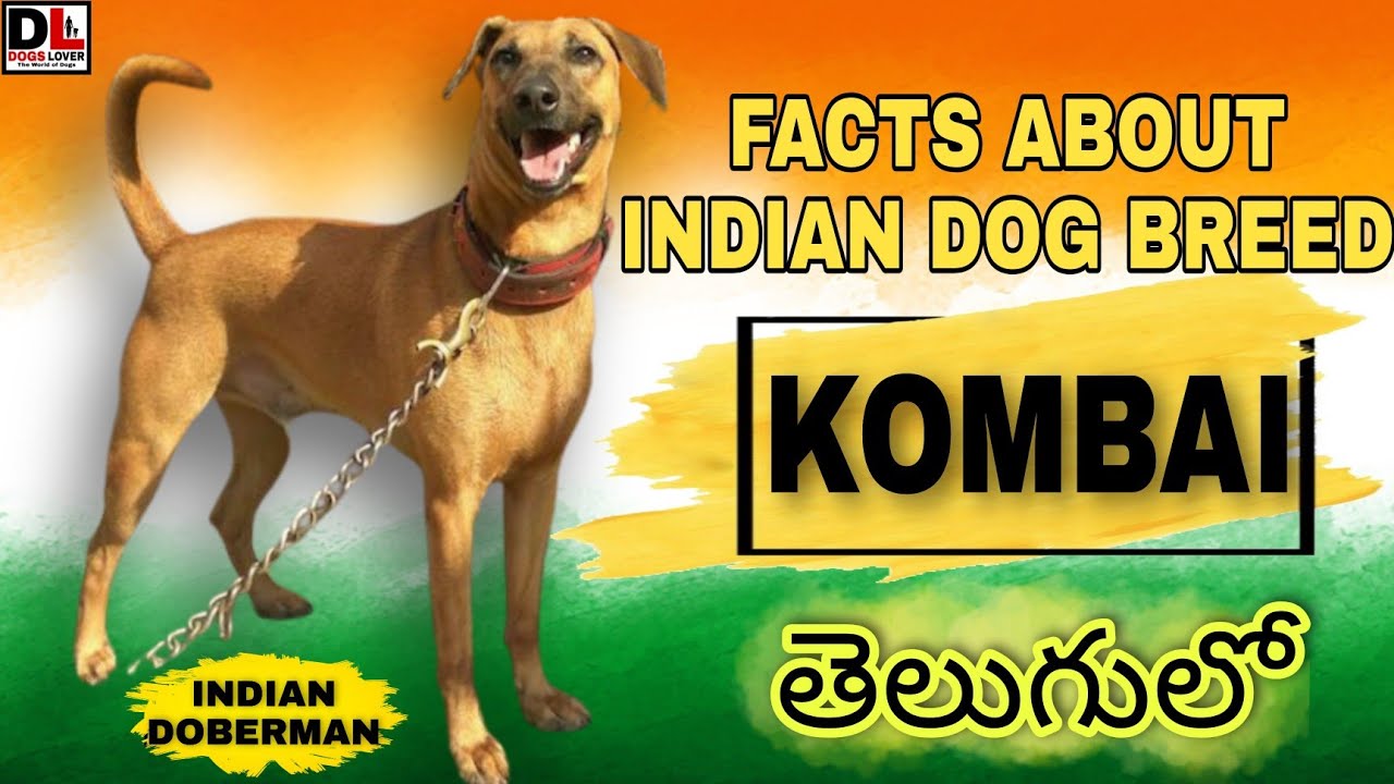 Facts about Kombai Dog |తెలుగులో|Indian breed 🇮🇳