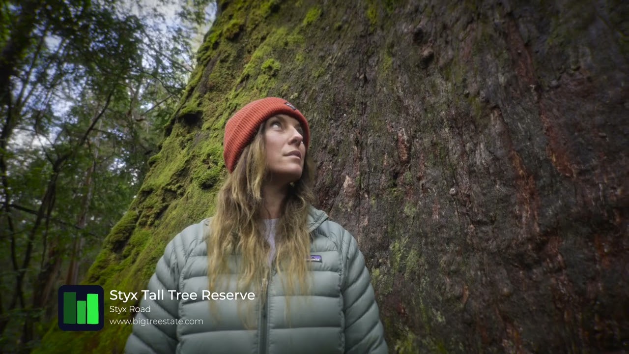 Styx Tall Tree Reserve Tasmania | Big Tree State