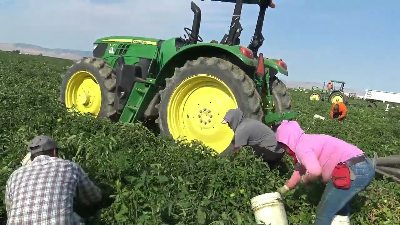 primeras😱 piscas de tomate🍅 en California 🏜️