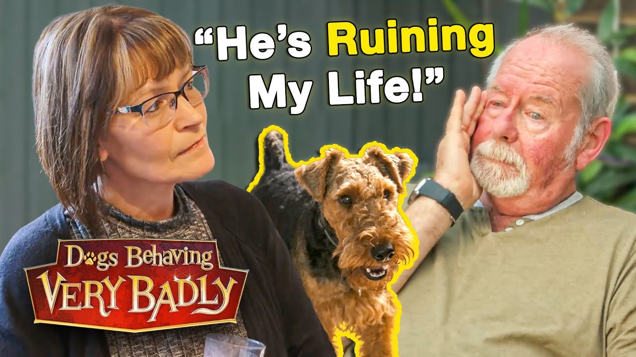 This Dog's Antics Are Pushing His Owners to Divorce | Dogs Behaving Very Badly