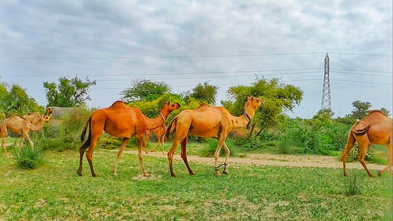 Group of Camel Is On Way For Breakfast || Camel || Hungry Camels ||
