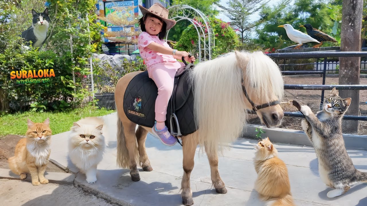 Naik Kuda Poni, Main Sama Kucing Lucu, Kasih Makan Burung dan Kura Kura  di Kebun Binatang