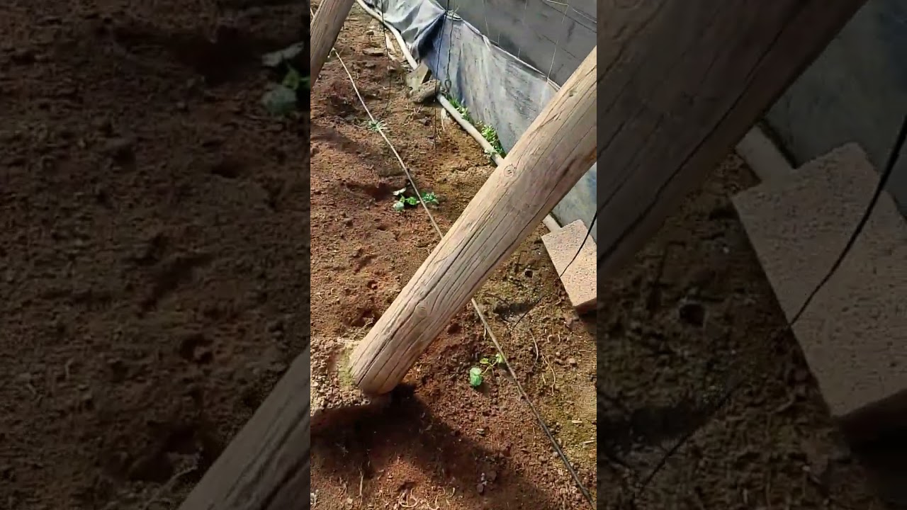 Avance siembra de patata 